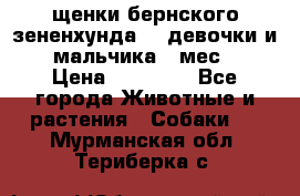 щенки бернского зененхунда. 2 девочки и 2 мальчика(2 мес.) › Цена ­ 22 000 - Все города Животные и растения » Собаки   . Мурманская обл.,Териберка с.